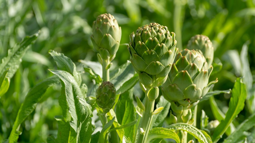 Artichokes