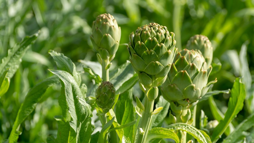 Artichokes