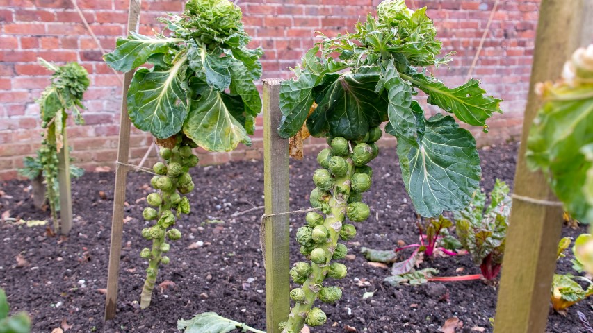 Brussels Sprouts Seed