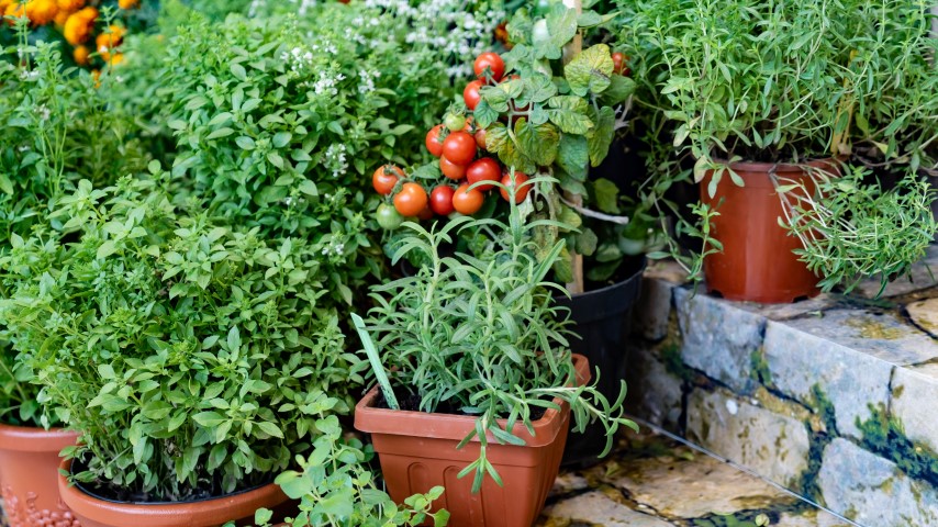 Container Gardening