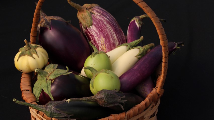 Eggplant Seed