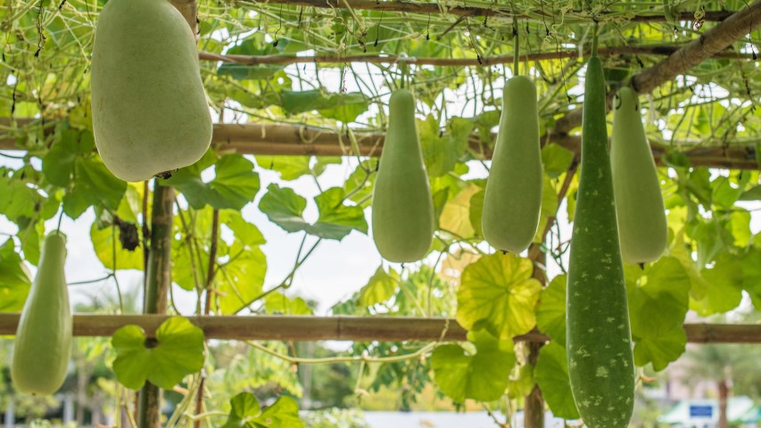 Gourd Seed