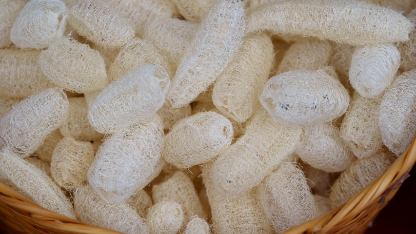 Loofah Seed