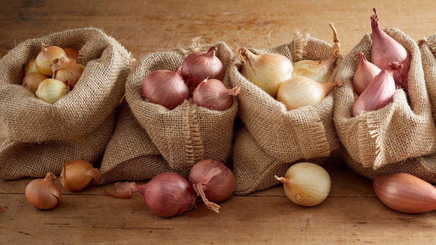 Onion Seed