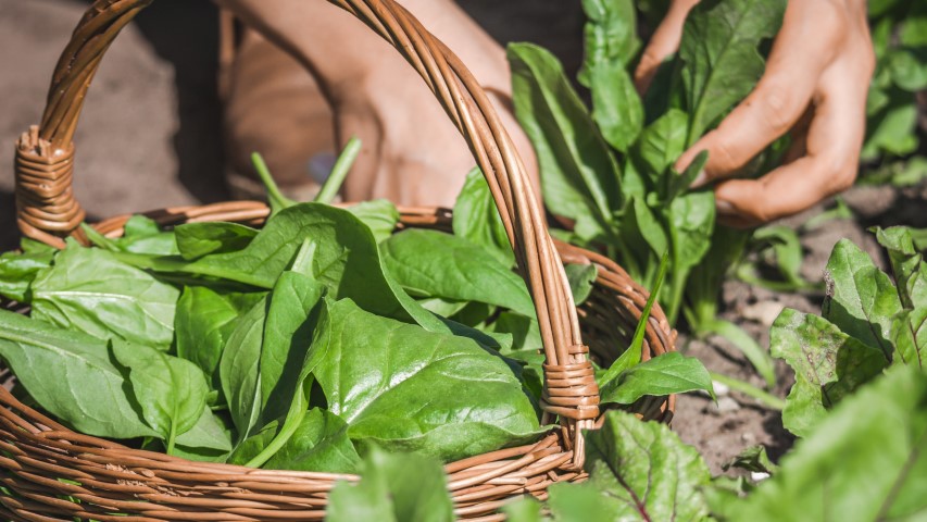 Spinach Seed