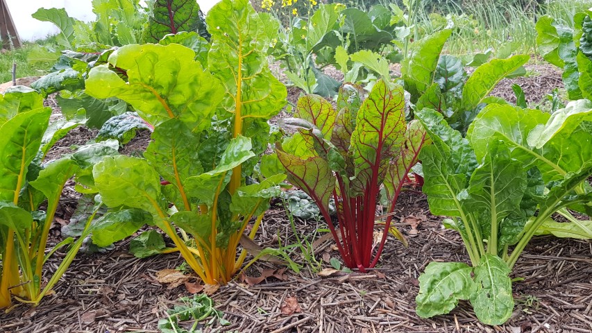 Swiss Chard Seed